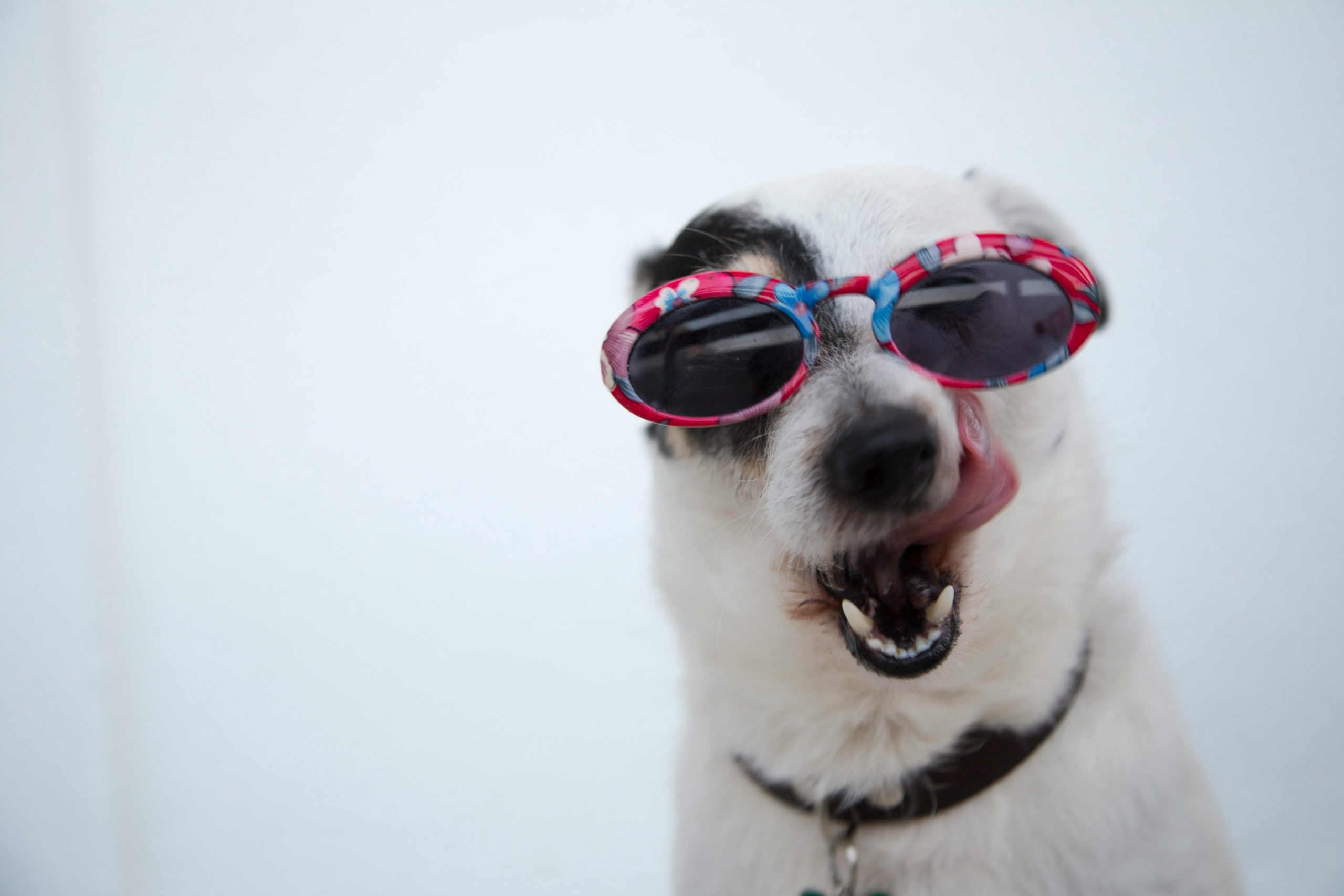 funny dog